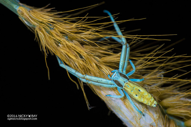 Crab spider (Runcinia sp.) - DSC_1713