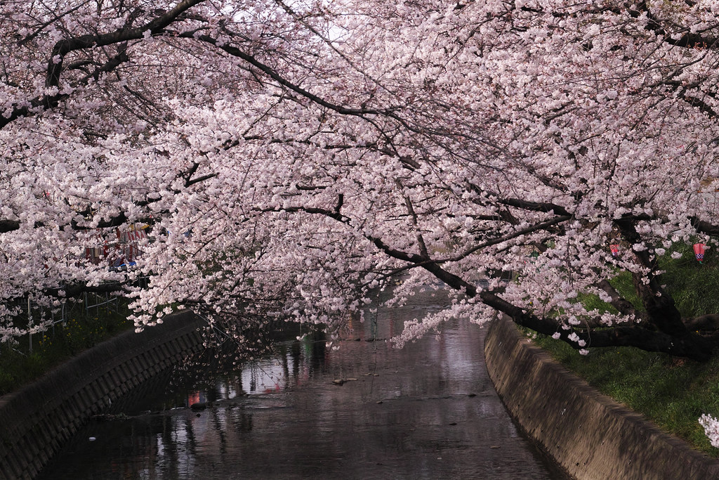 CherryBlossoms