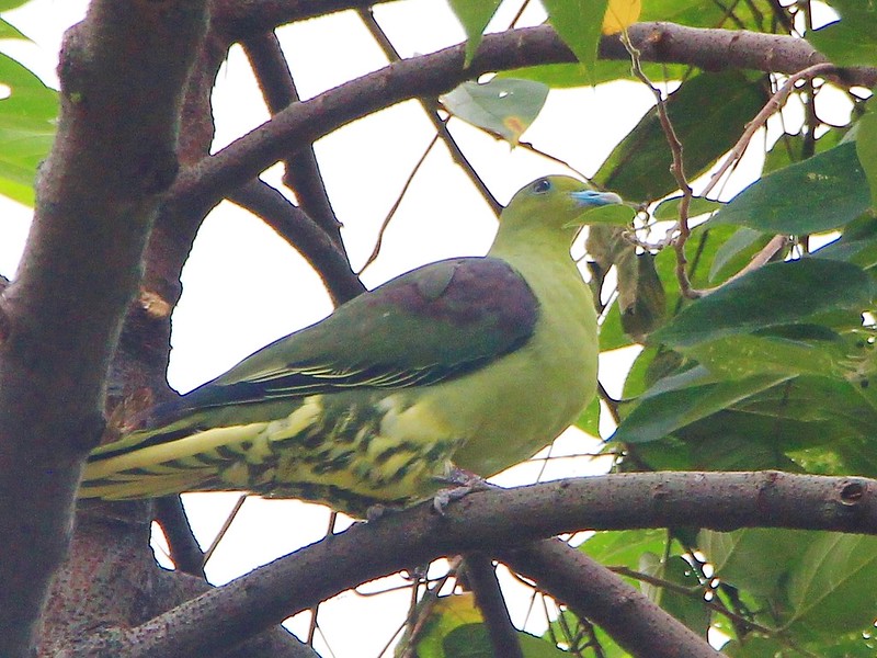 IMG_7836 紅頭綠鳩 Taiwan Green-pigeon