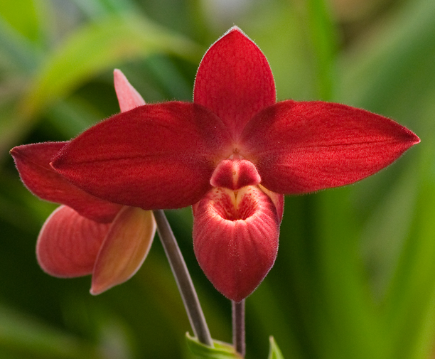 La ploïdie des orchidées, illustrée par Lise (Erythrone) 23961426633_209cf888bb_o