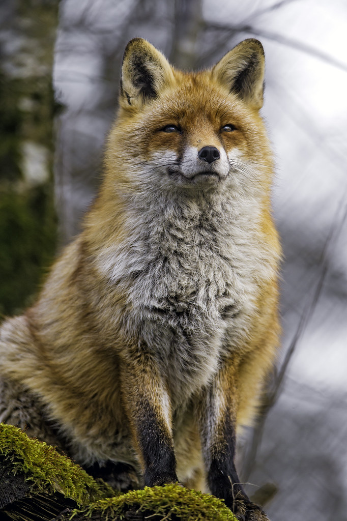 Another one of the posing vixen