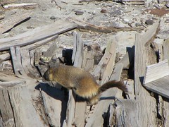 Marmot scrambles across collapsed mine structure