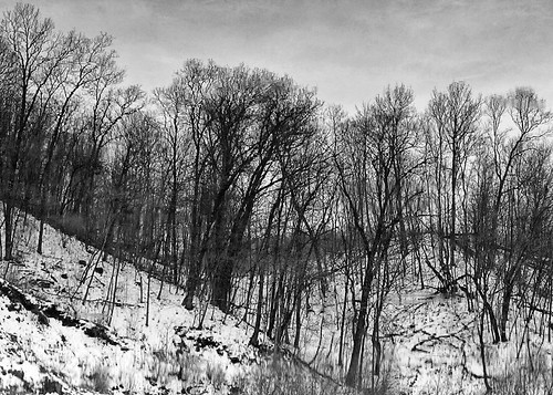 trees blackandwhite reflection