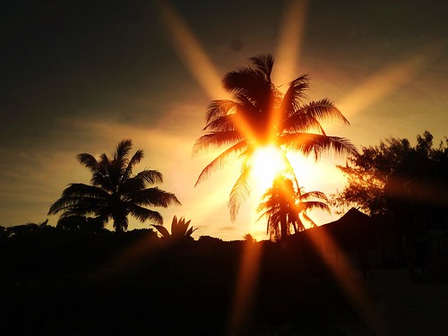 sunset palmtrees palmtree
