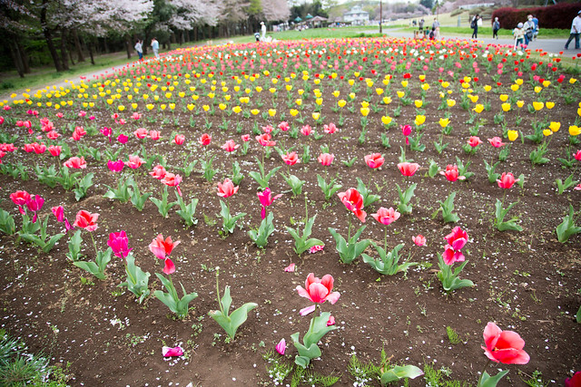 春の花の丘農林公苑
