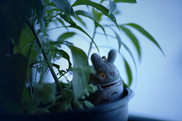 Day #12: totoro is hiding from the blizzard.