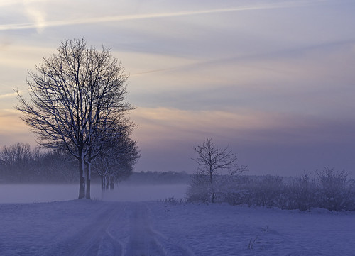 schnee winter sunset mist snow tree fog sonnenuntergang nebel baum