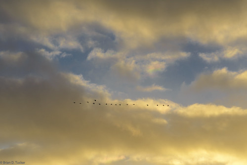 sunset sky birds clouds evening geese january greenwood hike canadagoose eveninglight 2016 d610 photohike greenwoodconservationarea briandtucker january2016