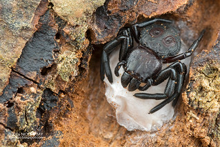 Crab spider (Stiphropus ocellatus) - DSC_6701