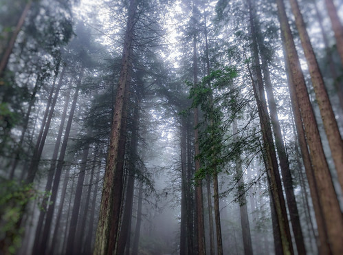california foggy redwoods mounttam enchantedforest millvalley mounttamalpaisstatepark bolinasridgetrail pixelmama bolinasfairfaxridge trinadoppphotography