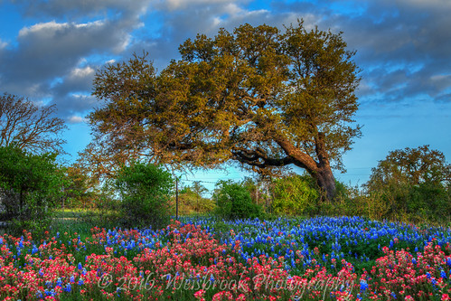 spring texas wildflowers hillcountry bluebonnets llano indianpaintbrush lupines