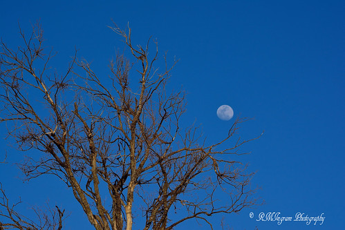 waxinggibbous gibbousmoon moonphase nikonphotography firstfullmoonofspringinthreedays craggyoldtreeandwaxinggibbous