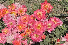 Hot Tamale Roses at Bravo Lake Botanical Garden in Woodlake