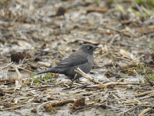 tom indiana blackbird becker passerine rustyblackbird gibsoncounty rubl