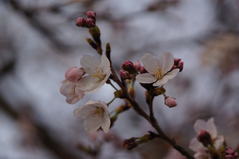 Cherry Blossoms x S-Planar x