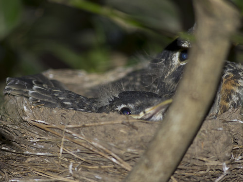 baby nest robins arkansas juvenile turdus batesville