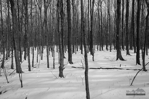 trees winter blackandwhite white snow cold monochrome illinois afternoon snowy february snowfall leroy moraineviewstatepark kevinpalmer tamron2470mmf28 nikond750