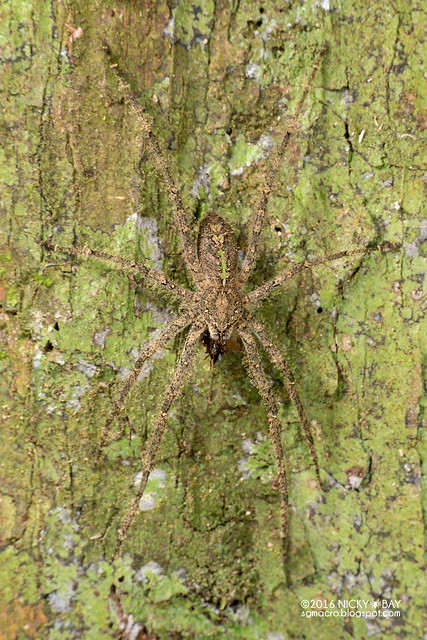 Long-legged wandering spider (Acantheis sp.) - DSC_6803