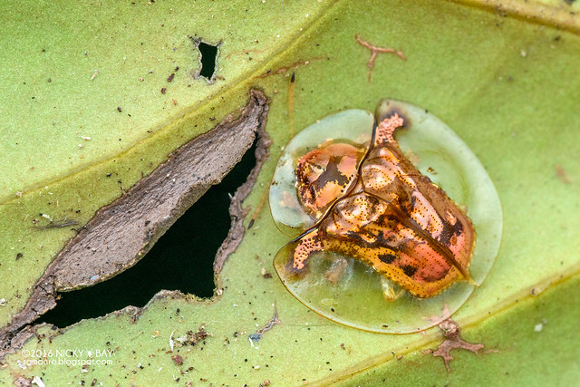 Golden tortoise beetle (Aspidimorpha furcata) - DSC_7167