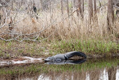 river georgia sill reptile wildlife alligator national swamp okefenokee refuge suwannee