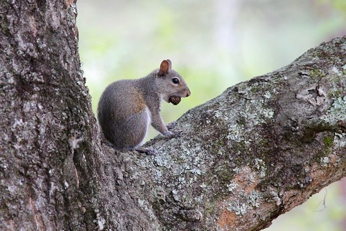 park squirrel state florida wildlife historic battlefield olustee