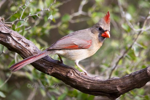 cardinaliscardinalis northerncardinal wildbirds cardinalidae birdsoftexas