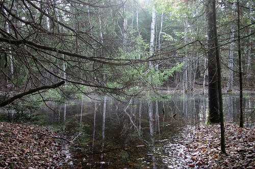 morning water minnesota forest reflections landscape spring serene vernalpool woodfrog vernalpond criticalhabitat