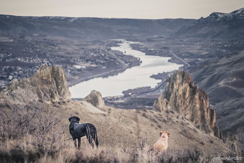 hiking scramble mountains wenatchee desert saddlerock 徒步 爬行 山 奧卡諾根韋納奇國家森林 國家森林 韋納奇 荒漠 馬鞍岩 primelens depthoffield 定焦鏡頭 景深 labrador yellowlab 拉布拉多 黃拉不拉多 黑拉不拉多 columbiariver 哥倫比亞河 nationalforest blacklab okanoganwenatcheenationalforest