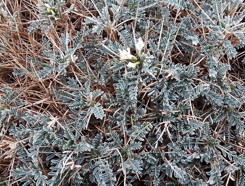 Astragale de Marseille - Astragalus tragacanth
