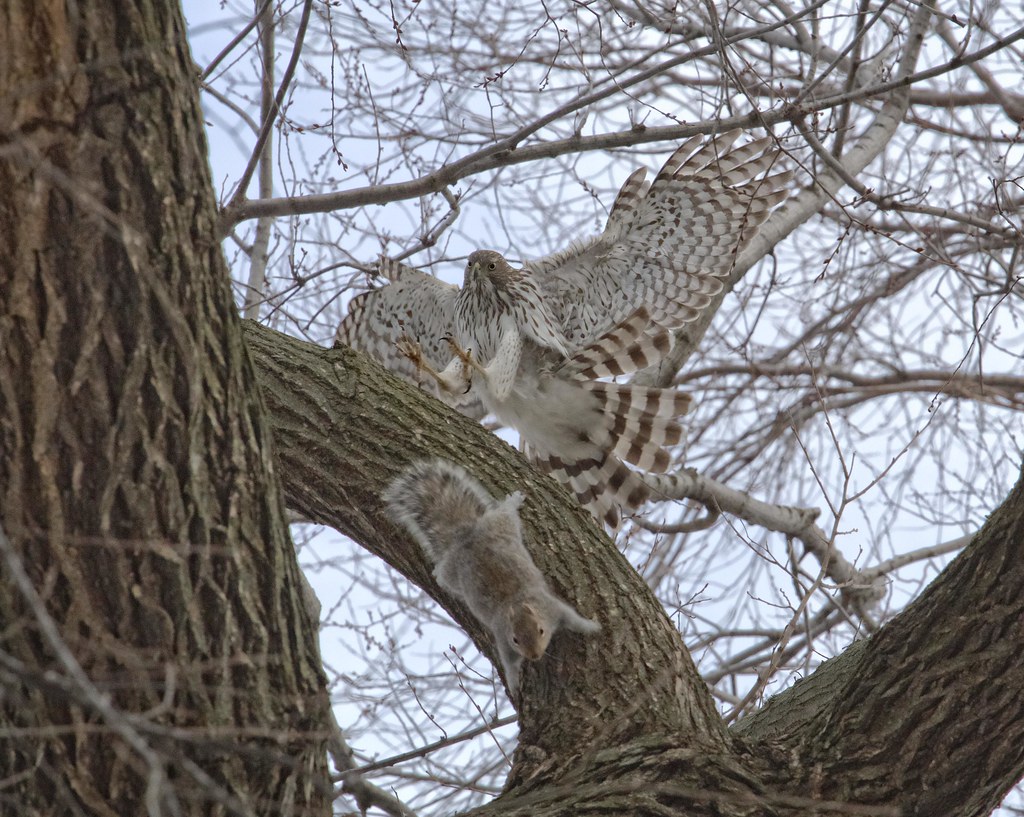 Cooper's Hawk goes after a squirrel