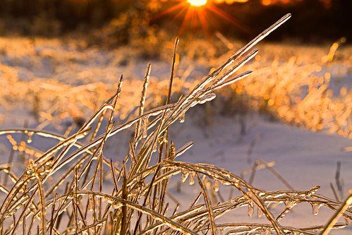 winter sunset snow cold ice grass newfoundland frozen