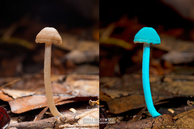 Mushroom (Fungi) - Fungi_DSC_9186