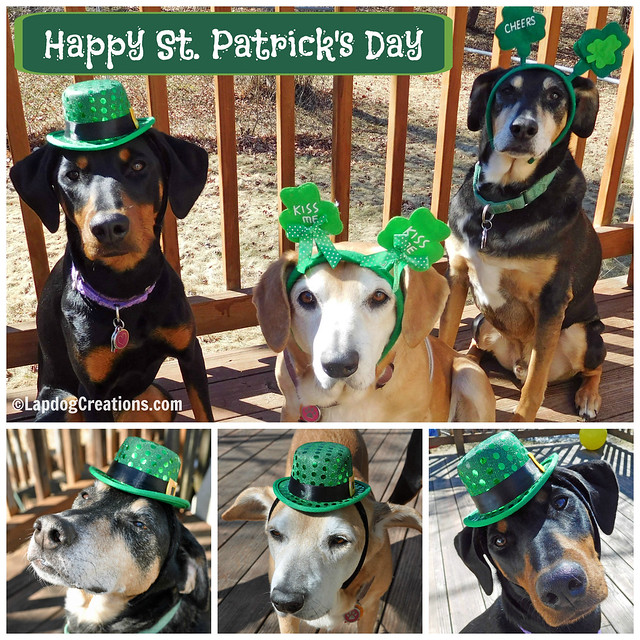 Happy St Patrick's Day from the #LapdogCreations Gang! #rescueddogs #adoptdontshop #StPatricksDay #dobermanpuppy #seniordogs #houndmix ©LapdogCreations