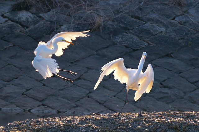 白鷺の格闘, Egrets