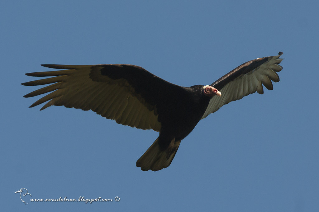 Jote cabeza colorada (Turkey Vulture) Cathartes aura