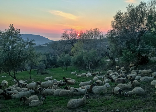 sunset panorama nature landscape tramonto sheep natura collina pecore