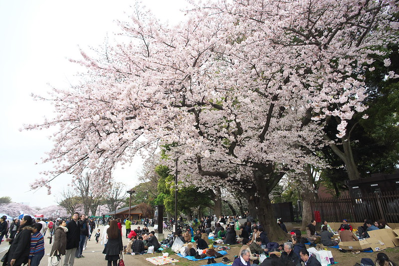東京路地裏散歩 上野公園の桜 2016年4月2日