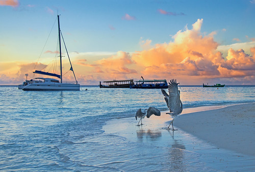 morning sea beach birds sunrise boats island dance dancing maldives cluds svetlana herons fihalhohi ceca67 svetlanapericphotography