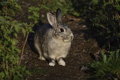  Rabbit