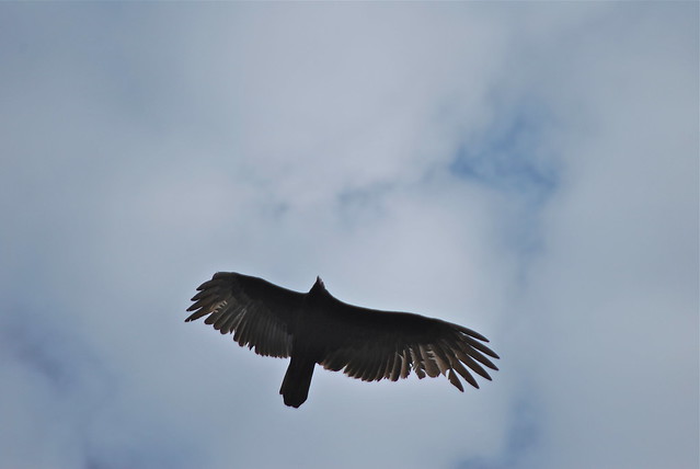 Turkey vultures are important scavengers at a Virginia State Park