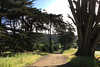 Presidio Trail Run - Trail big trees