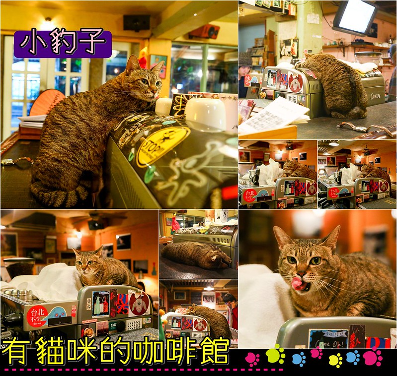 凌晨咖啡館,半夜咖啡館,台北咖啡館,咖啡館︱喝咖啡,路上撿到一隻貓 @陳小可的吃喝玩樂