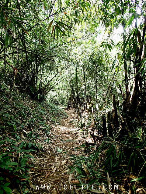 Hutan bambu
