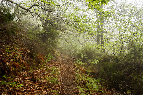 trees españa naturaleza mist mountain travelling nature spain árboles path asturias viajando trail backpacking montaña niebla sendero caminodesantiago caminando caminoprimitivo principadodeasturias thewayofsainjames