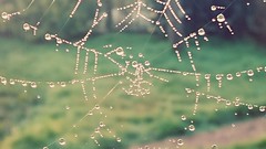 Spider web - Photo of Fauville-en-Caux
