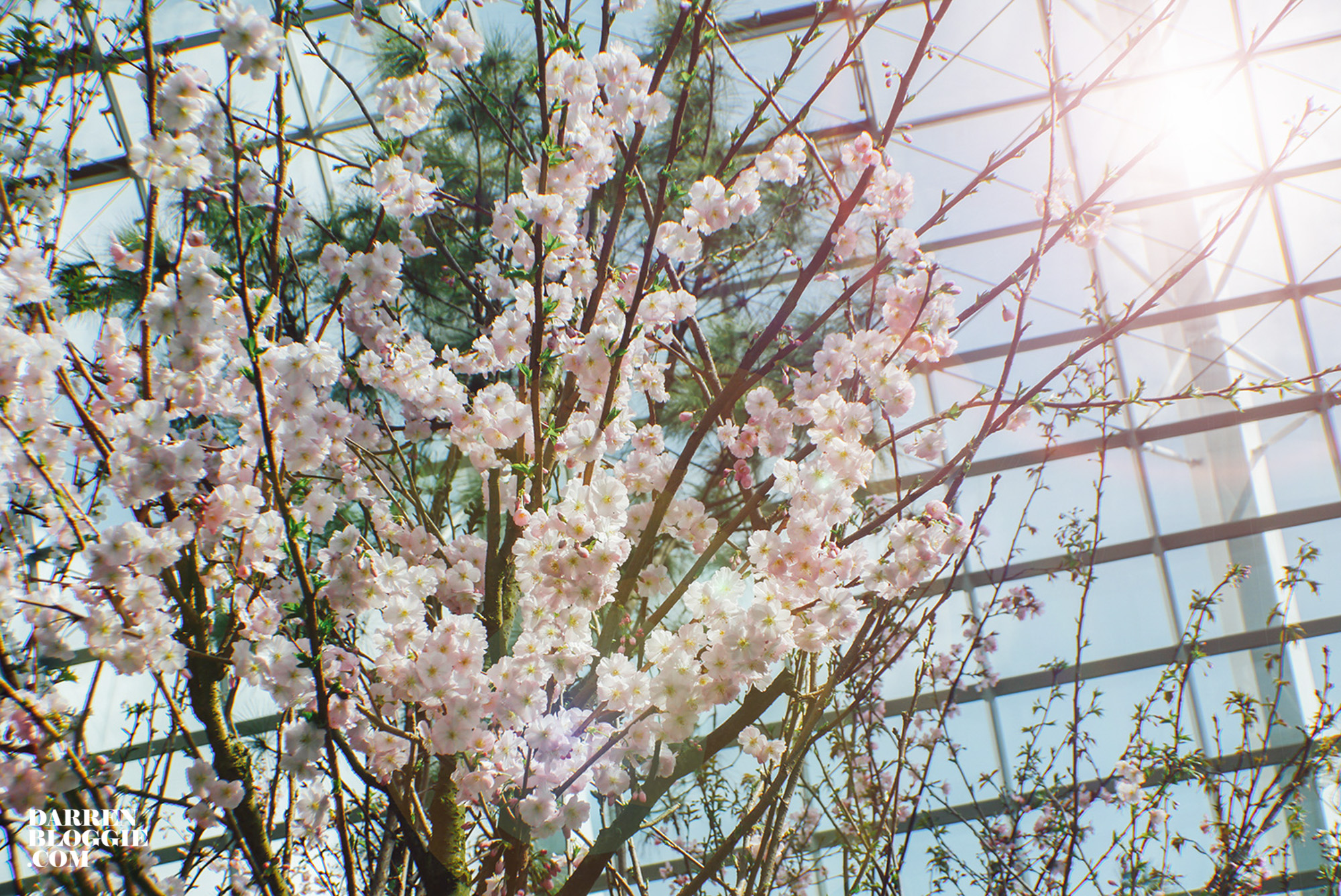 Blossom-beats-sakura-cherry-gardensbythebay-21