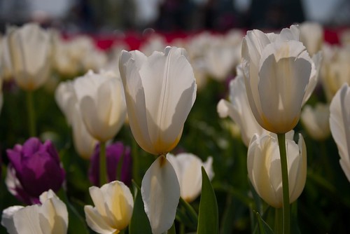 Delicate White Tulips
