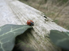 ladybird hero shot