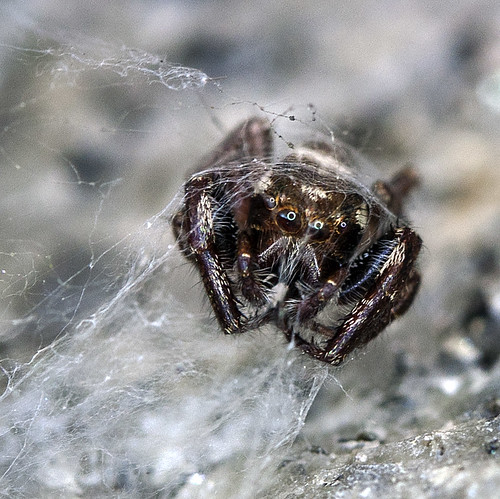 macro nature photography spider arachnid