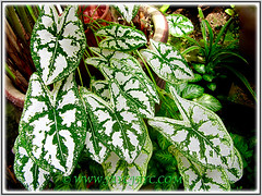 Caladium 'White Christmas' (Angel-wing White Christmas, Fancy Leaf White Caladium) in the shady spot at our front yard, Nov 30 2014